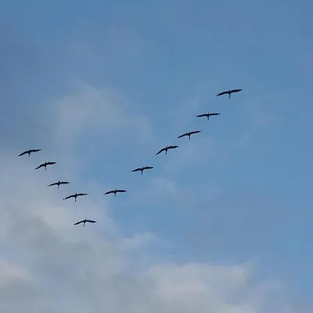 Glebbe 66 _ Hus Suennschien 青斯特